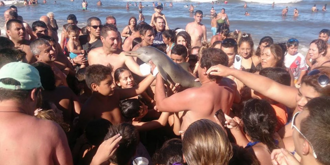 Dolphin-argentina