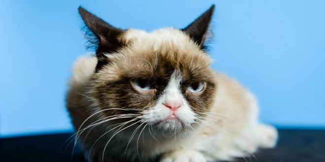 grumpy-cat