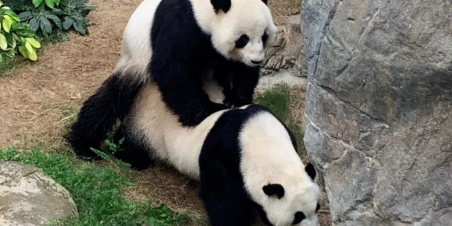 Panda-Hong-Kong